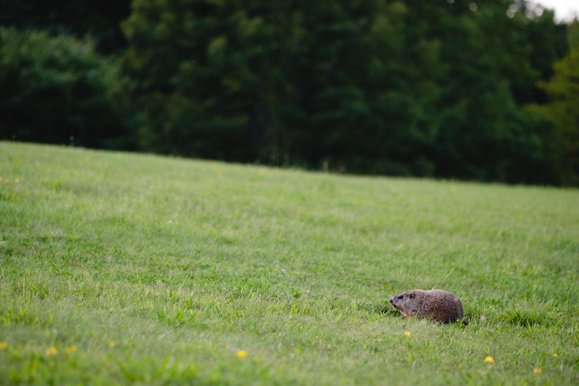 cassie-john-mcdade-park-engagement-photos-22